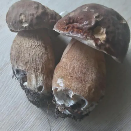 Roltyp Pokoje * Gietrzwałd