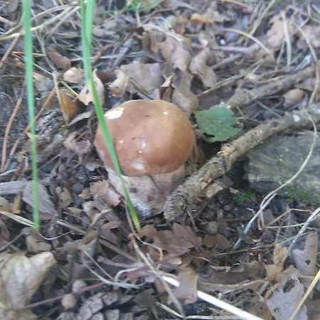 Roltyp Pokoje