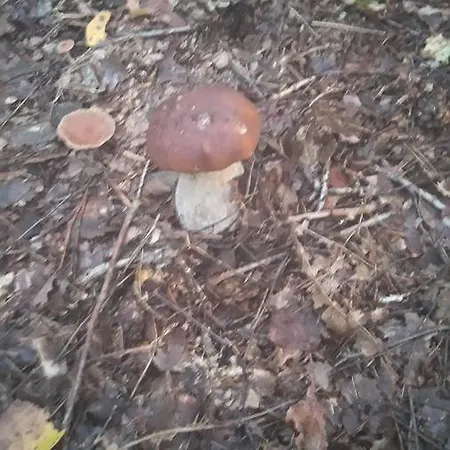 Roltyp Pokoje *