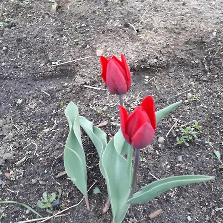 Roltyp Pokoje *